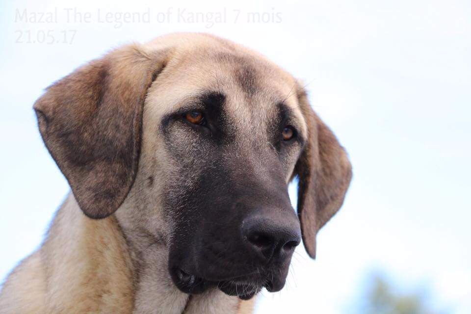 Mazal The Legend Of Kangal