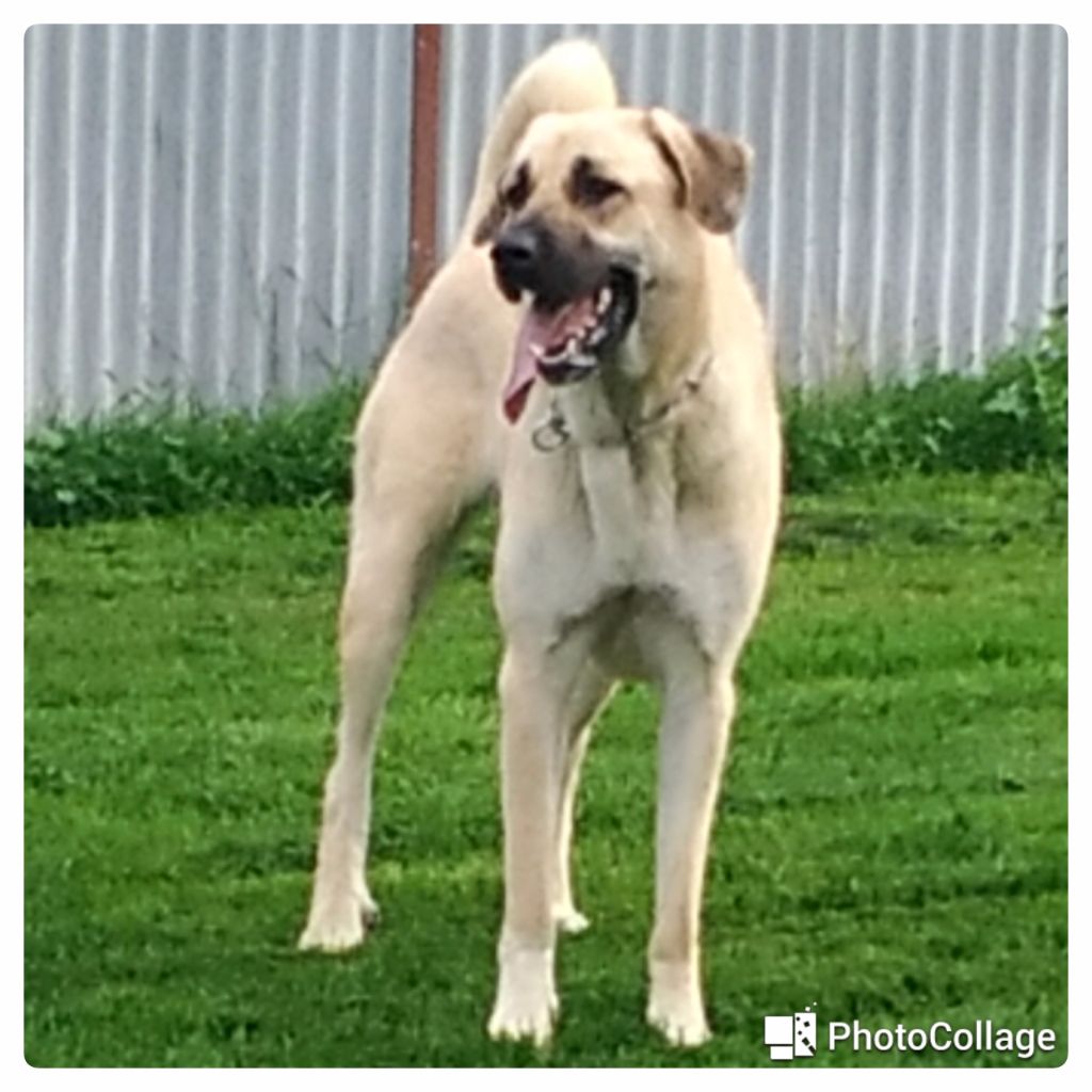 Star of Isis Livia kangal
